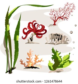 Set of different sea plants
