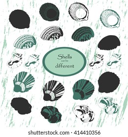 set of different sea shells. vector illustration