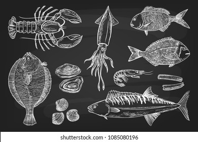 Set different Seafood: Lobster, Squid, Pagrus, Flounder, Mussels, Oysters, Mackerel, Shrimp, Mackerel. Vector illustration draw with chalk