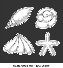 Set of different seashell. Hand drawn vector in engraving and sketch style.