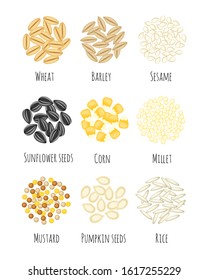 Set of different seeds and grains vector illustration in a cartoon flat style isolated on white background. Wheat,barley, sesame, sunflower seeds, corn millet, mustard, pumpkin seeds and rice vector.