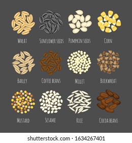 Set of different seeds and grains vector illustration  isolated on gray background. Wheat,barley, sesame, sunflower seeds, corn millet, mustard, pumpkin seeds, cocoa, coffee, buckwheat  and rice 