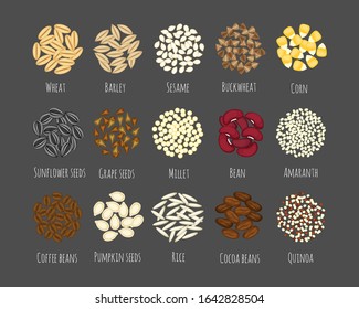 Conjunto de diferentes semillas y granos ilustrados vectoriales aislados en fondo gris.Judías, amaranto, espelta, quinua, cacao, café, trigo sarraceno, trigo, cebada, sésamo, maíz, semillas de calabaza, arroz, girasol 