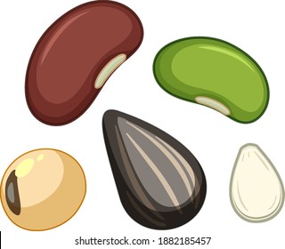 Set of different seeds isolated on white background illustration