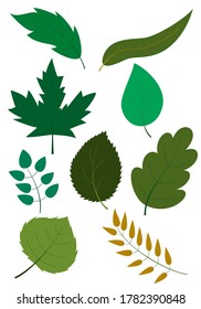 Set of different shapes of green leaves and branches of trees on white background. Detailed textures of forest and garden tree leaves. Vector