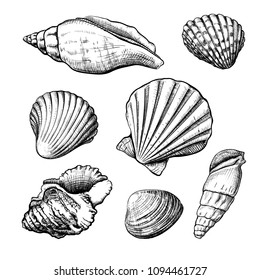 Set of different shapes of a seashells isolated on a white background. Hand drawn sketch. Vector illustration