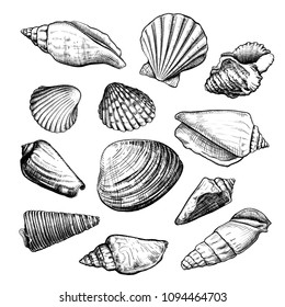 Set of different shapes of a seashells isolated on a white background. Hand drawn sketch. Vector illustration