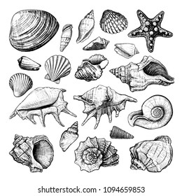 Set of different shapes of a seashells isolated on a white background. Hand drawn sketch. Vector illustration