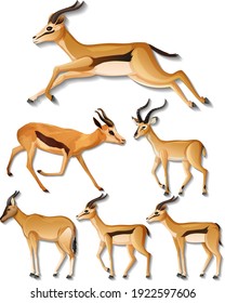 29,953 Impala Animal Images, Stock Photos & Vectors 