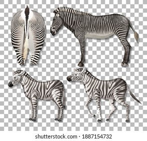 Set of different sides of zebra isolated on transparent background illustration