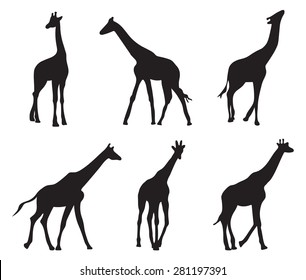 set of different silhouettes giraffes