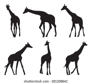 set of different silhouettes giraffes