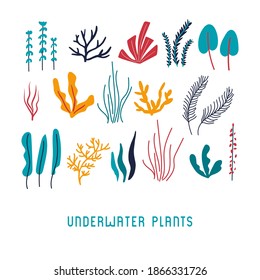 Set of different simple flat underwater plants. Cartoon colorful vector illustration with seaweed on a white backdrop