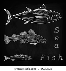 Set of different in size sea fish. Tuna, cod, mackerel. Sketch, drawing by hand. Vector illustration