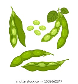 Set of different soybean pods whole and half with soy seeds and leaves vector illustration isolated on white background.