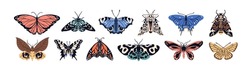 Set of different species of butterflies, moths. Various flying insects with patterned wings. Monarch, Machaon, Death head hawkmoth, Swallowtail. Flat isolated vector illustrations on white background.