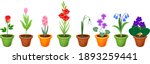Set of different species of garden flowers in flowerpots isolated on white background