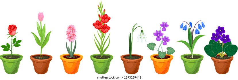 Set of different species of garden flowers in flowerpots isolated on white background