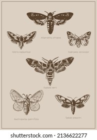 Set of different species hand-drawn illustrations of moths and butterflies, entomology poster