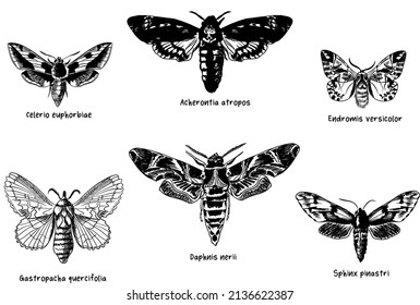 Set of different species hand-drawn illustrations of moths and butterflies