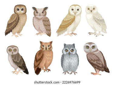 Set of different species of owls. Stickers with night feathered birds. Wild forest animals. Design elements for ornithology books. Cartoon flat vector collection isolated on white background