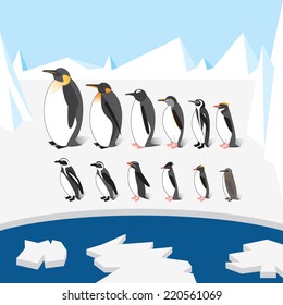 Set of different species of penguins on the ice. All species sorted by height.