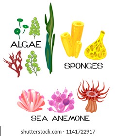 Set of different species of sea anemones, sponges, marine algae on white background