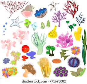 marine invertebrates