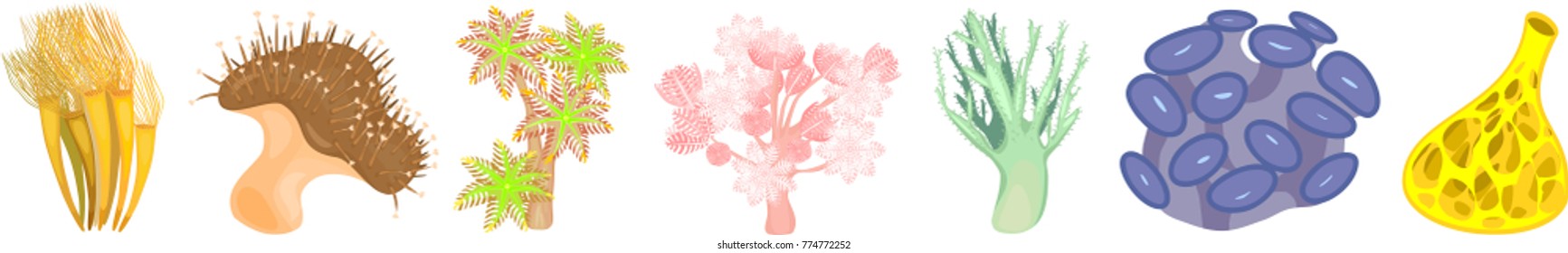 Set of different species of soft corals on white background