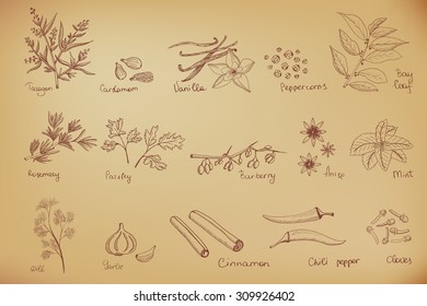  Set of different spices drawn in sketch style on brown vintage background.