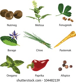 A set of different spices on a white background