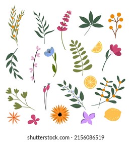 Set of different spring and summer green plants, colourful flowers, lemons and berries. Vector illustration.