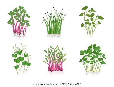 Set of different sprouted grains and micro greens vector flat illustration. Collection of edible plants for healthy nutrition isolated on white. Ingredients with green leaves for food