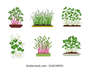 Set of different sprouted grains and micro greens in pots. Vector flat illustration. Collection of edible plants for healthy nutrition isolated on white. Ingredients with green leaves for food