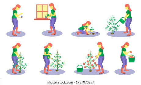 Set Different stages of growing and caring for plants. A girl sows seeds, watered seedlings on a windowsill, processes the bush, transplanted, tied, sprinkled a plant. Lays the crop in the basket