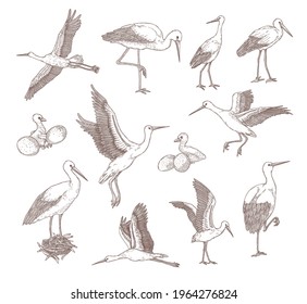 Set of different storks .flat vector illustration. Hand drawn sketches of baby birds, eggs, nests and storks in different poses in white background. Bird, nature, animal concept for banner design