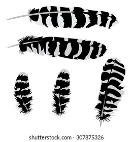Set of different stylized owl feathers, grey and black color.
