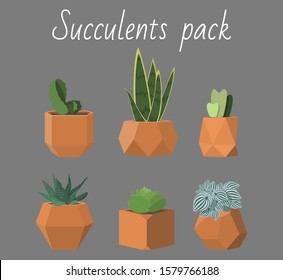Set of different succulents and the like - lithops, cactuses, sansevieria, peperomia, haworthia, echeveria  - in fancy geometric pots.