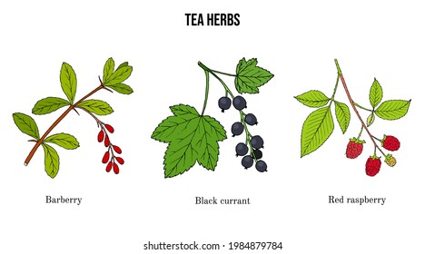 Set of different tea plants. Hand drawn botanical vector illustration