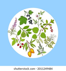 Set of different tea plants. Hand drawn botanical vector illustration
