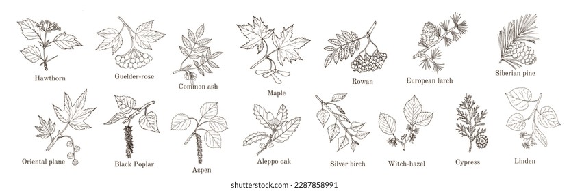 Set of different tree branches. Hand drawn vector illustration