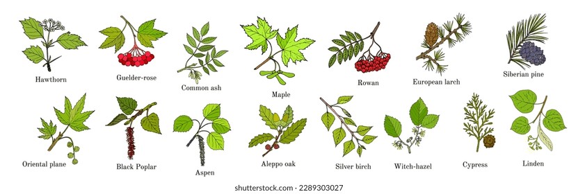 Set of different tree branches. Hand drawn vector illustration