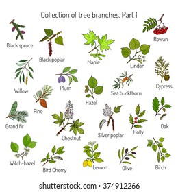 Set of different  tree branches. Hand drawn vector illustration
