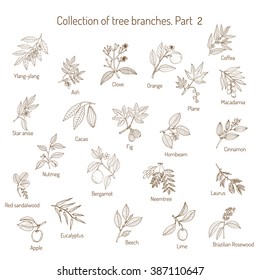 Set of different tree branches. Hand drawn vector illustration