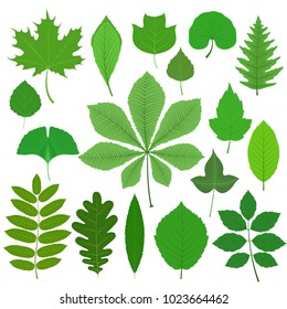 Set of different tree leaves isolated on white background. Vector illustration.