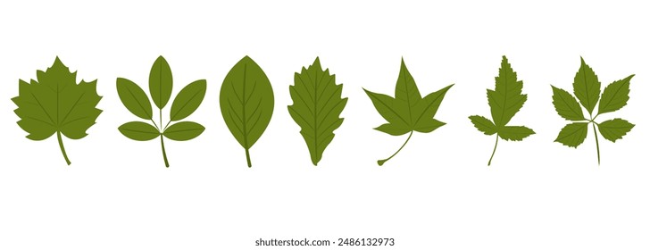 Set of different tree leaves isolated on white