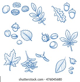 Set of different tree leaves and nuts, acorn, chestnut, hazelnut, beechnut, walnut. Hand drawn vector illustration.