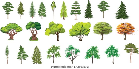 Set of different tree realistic design - editable vector illustration