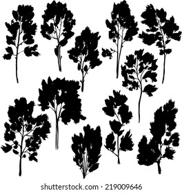 set of different trees with leaves, vector illustration