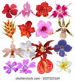 set of different tropical flowers